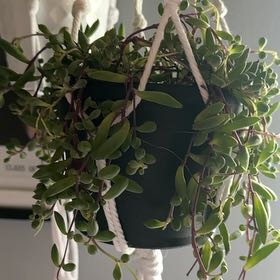 Photo of the plant species Senecio Purple Flush by @FastBacchus3 named Treeyoncé on Greg, the plant care app