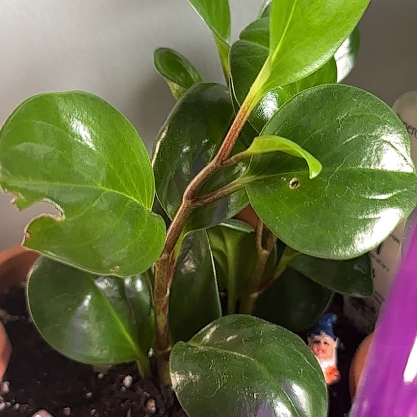 Photo of the plant species jade by @FastBacchus3 named Lebron on Greg, the plant care app