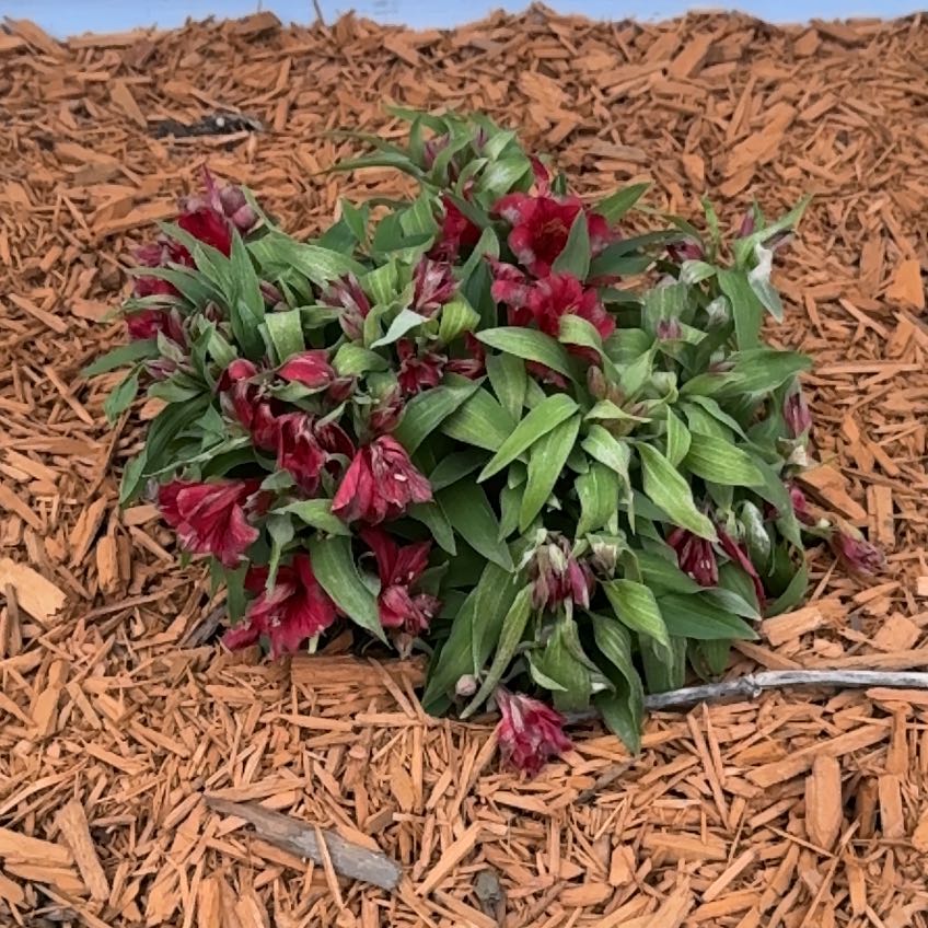 Photo of the plant species Peruvian-Lily by @KeySapote43 named Leaf Erickson on Greg, the plant care app