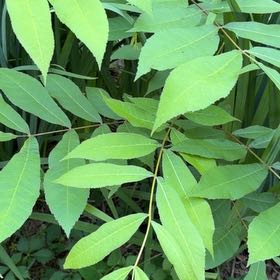 Photo of the plant species Pecan by @DinkumBlueash46 named Harper on Greg, the plant care app