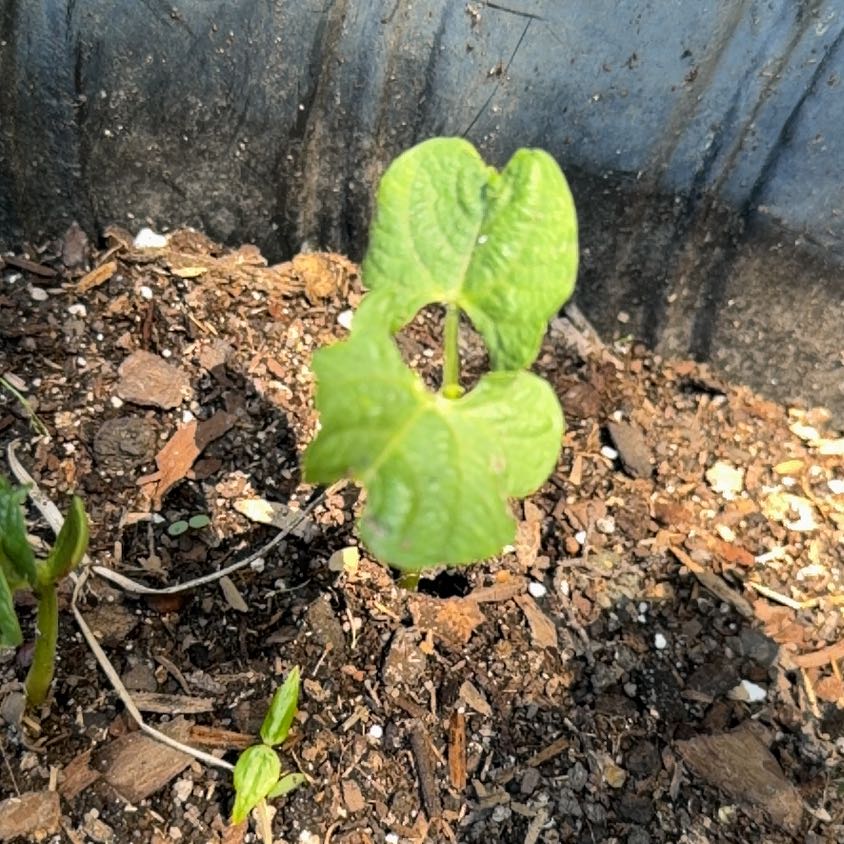 Photo of the plant species Common Bean by @DinkumBlueash46 named Rainier on Greg, the plant care app