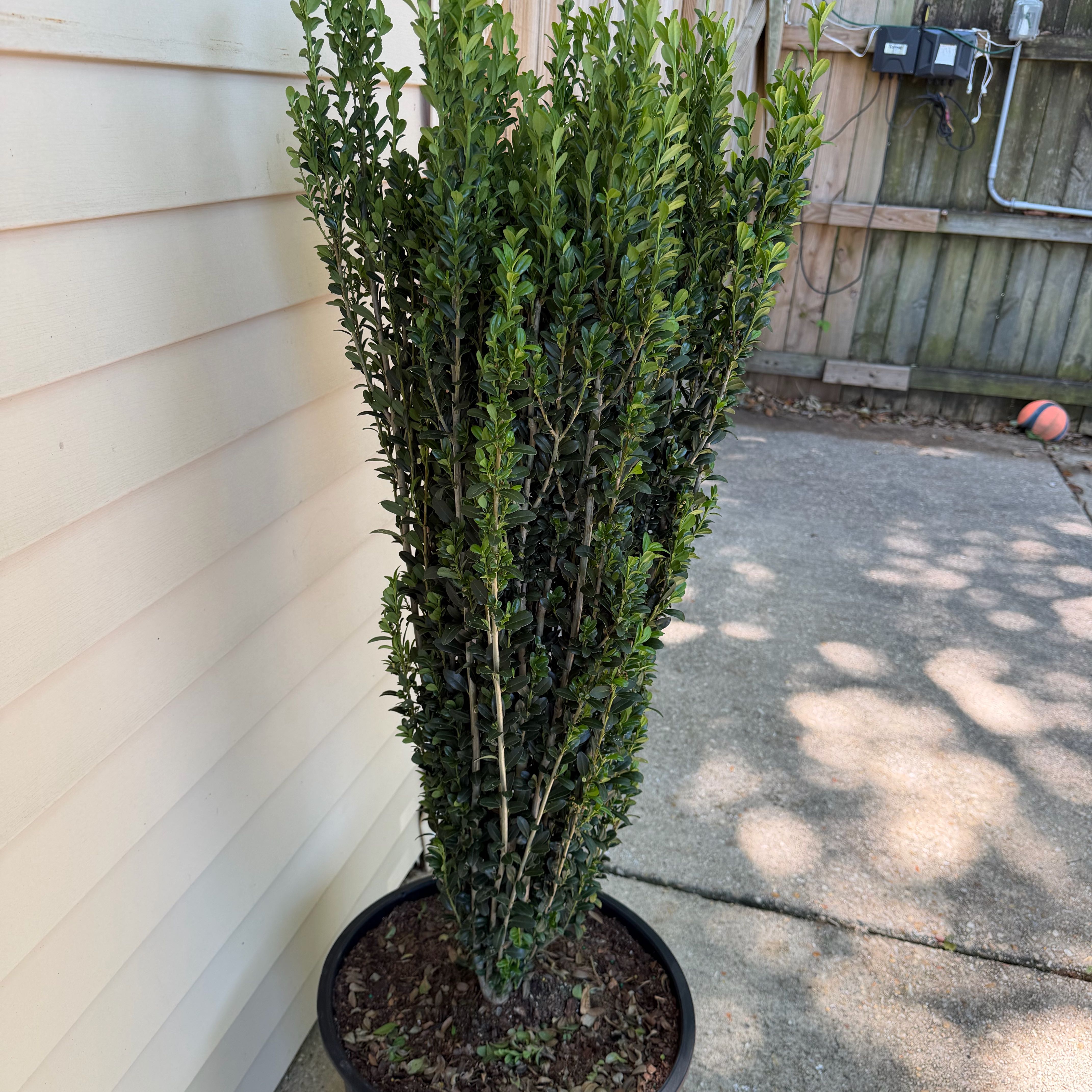 Photo of the plant species Sky Pencil Japanese Holly by @DinkumBlueash46 named Demi on Greg, the plant care app