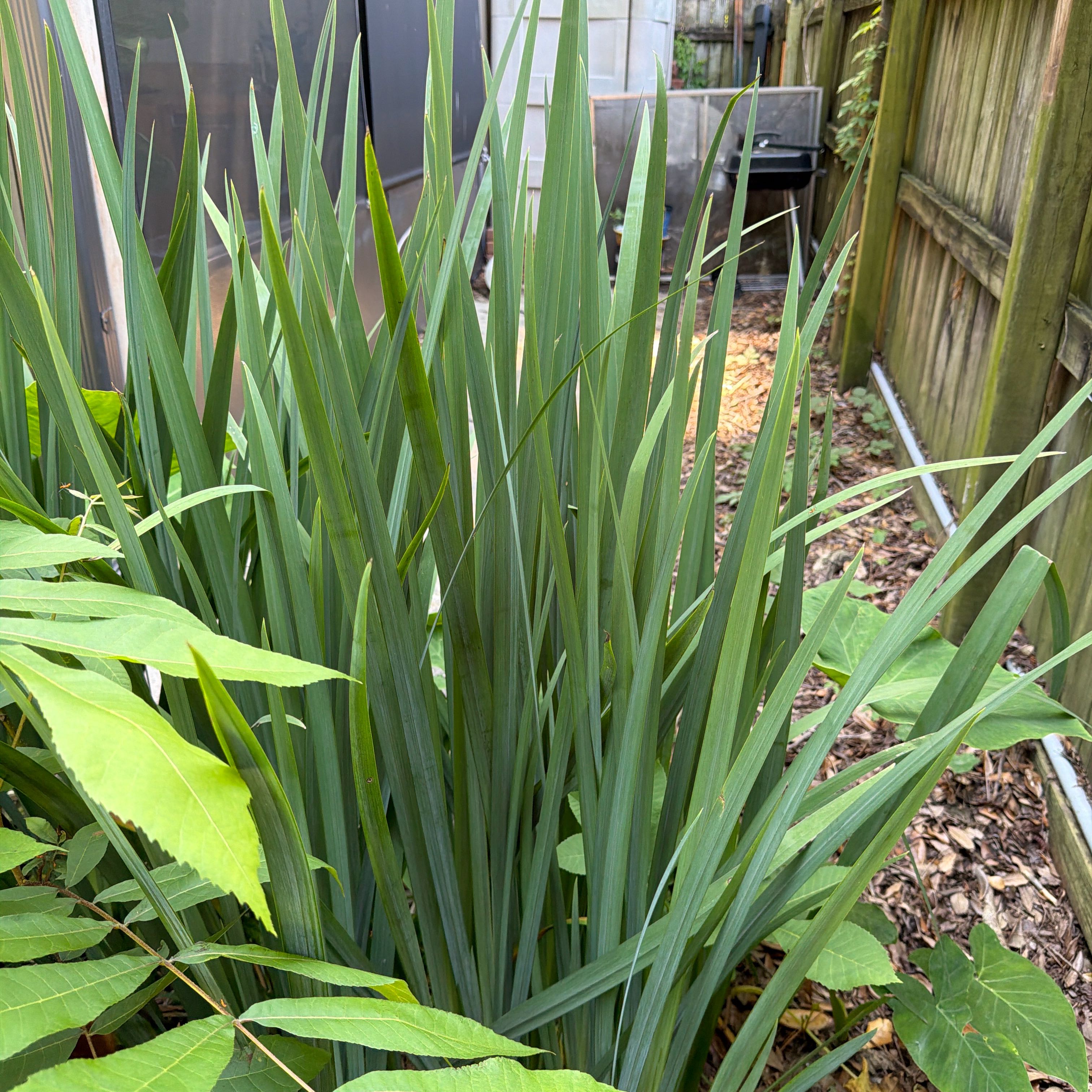 Photo of the plant species New Zealand Flax by @DinkumBlueash46 named Sigmund on Greg, the plant care app