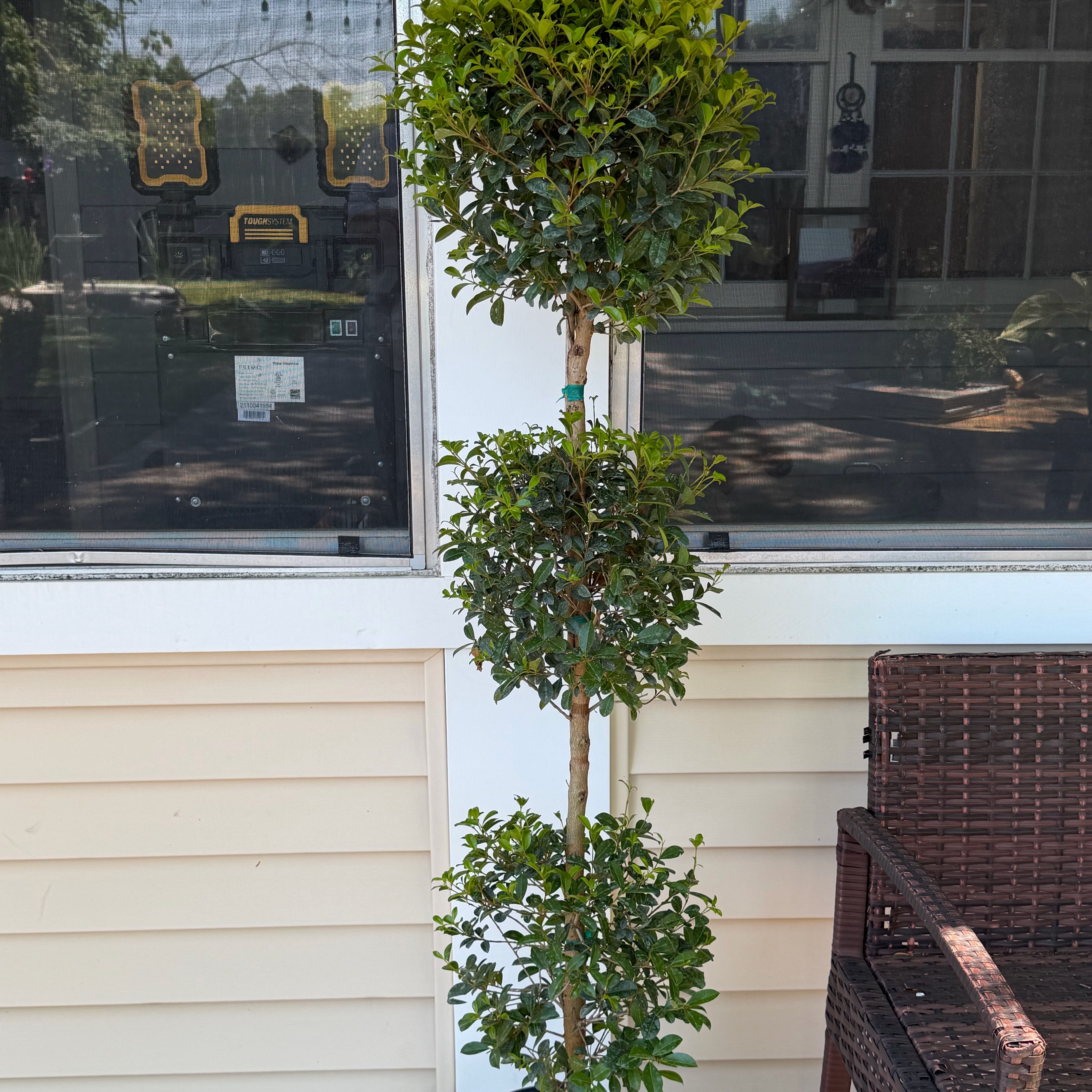 Photo of the plant species Brush Cherry by @DinkumBlueash46 named Elina on Greg, the plant care app