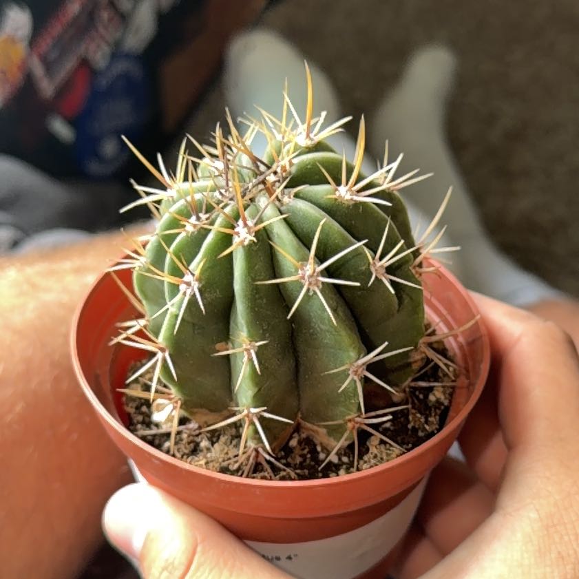 Photo of the plant species Ferocactus histrix by @VipAtom95 named Berg on Greg, the plant care app