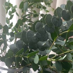 Photo of the plant species Argyle Apple by @GentleOnion56 named Winston on Greg, the plant care app