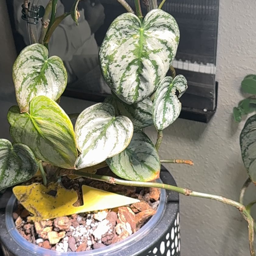 Photo of the plant species Philodendron Brantianum by @PlantQueen427 named Brandi on Greg, the plant care app