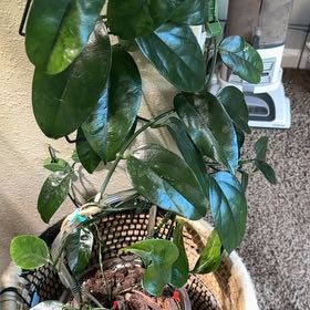 Photo of the plant species Hoya chewiorum by @PlantQueen427 named Chewi on Greg, the plant care app