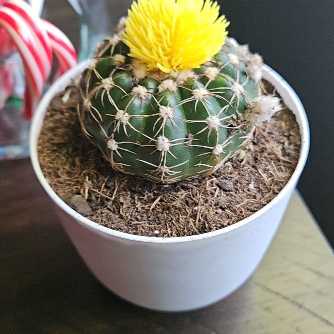 Photo of the plant species Miniature Barrel Cactus by @CherishedTipa36 named Ron on Greg, the plant care app