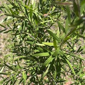 Photo of the plant species Desert Willow by @SharpCapeivy41 named Surya on Greg, the plant care app