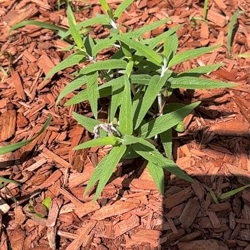 Photo of the plant species Mexican Bush Sage by @SharpCapeivy41 named Peter Parker on Greg, the plant care app