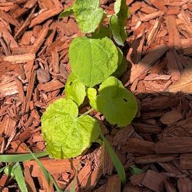 Photo of the plant species kawakawa by @SharpCapeivy41 named Marilyn on Greg, the plant care app