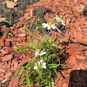 Photo of the plant species Plains Blackfoot by @SharpCapeivy41 named Tolkien on Greg, the plant care app