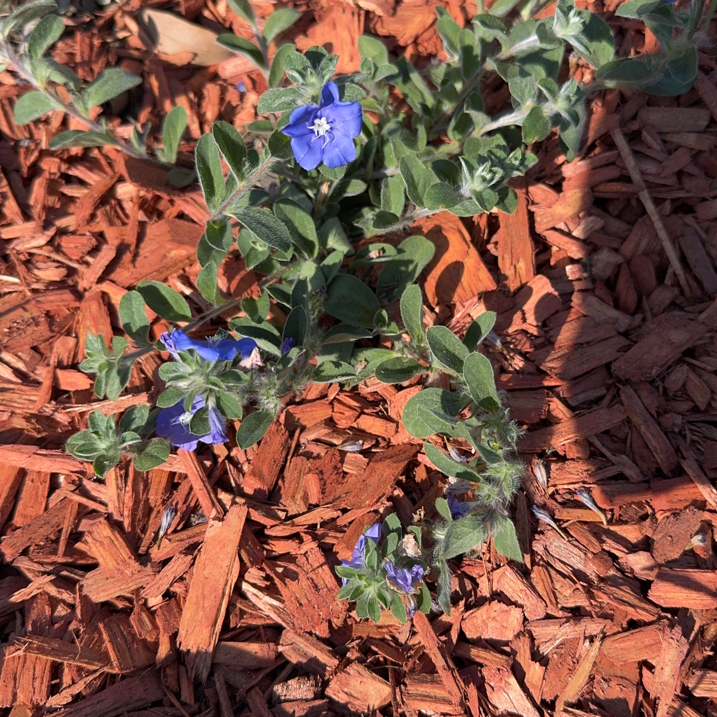 Photo of the plant species Dwarf Morning-Glory by @SharpCapeivy41 named Sproutacus on Greg, the plant care app