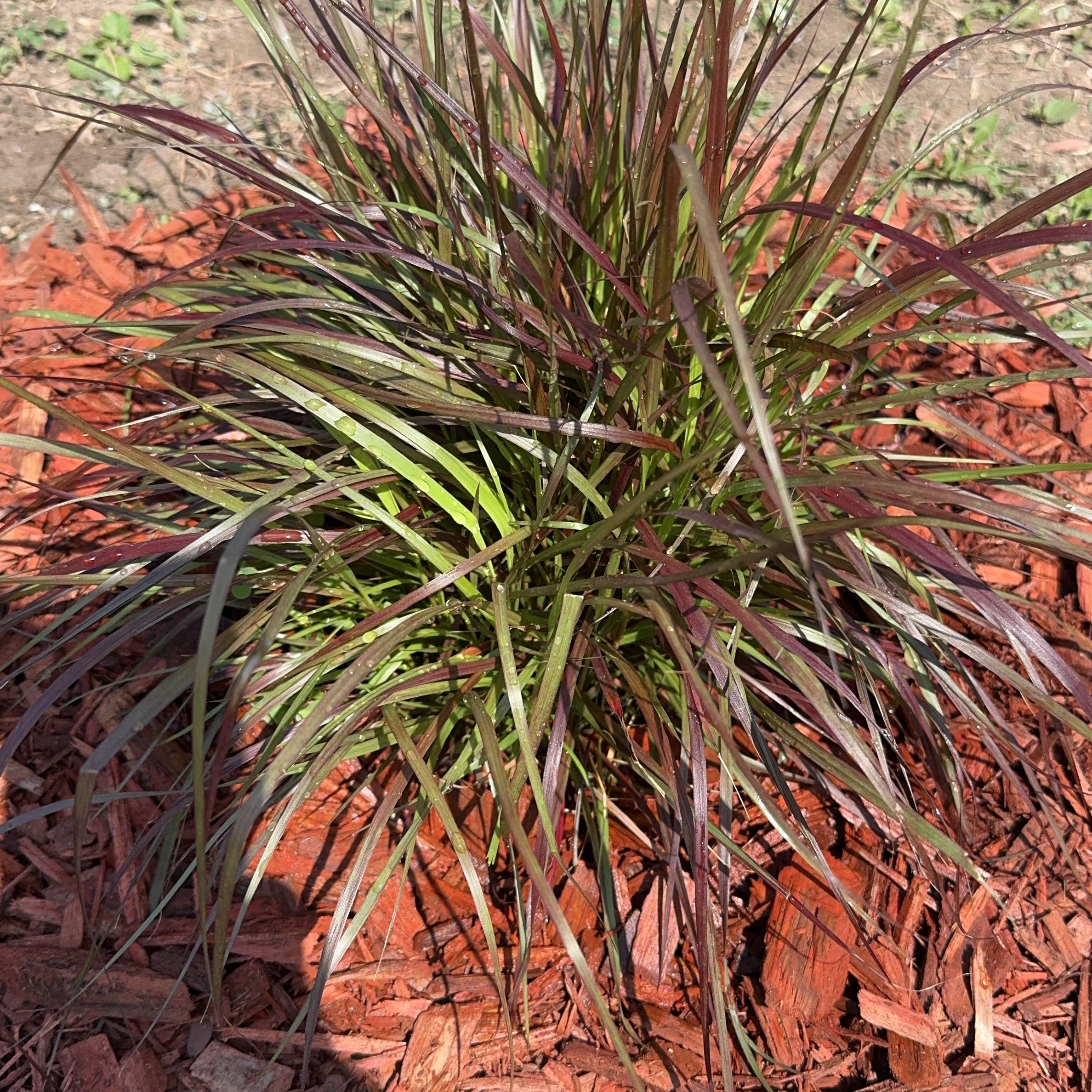 Photo of the plant species Cogon Grass by @SharpCapeivy41 named Nemo on Greg, the plant care app