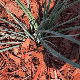 Photo of the plant species Great Plains Yucca by @SharpCapeivy41 named Sonora on Greg, the plant care app