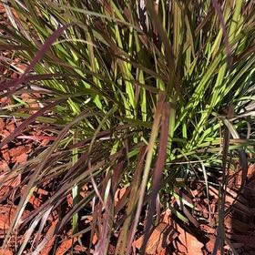 Photo of the plant species Cogon Grass by @SharpCapeivy41 named Captain Plant-it on Greg, the plant care app