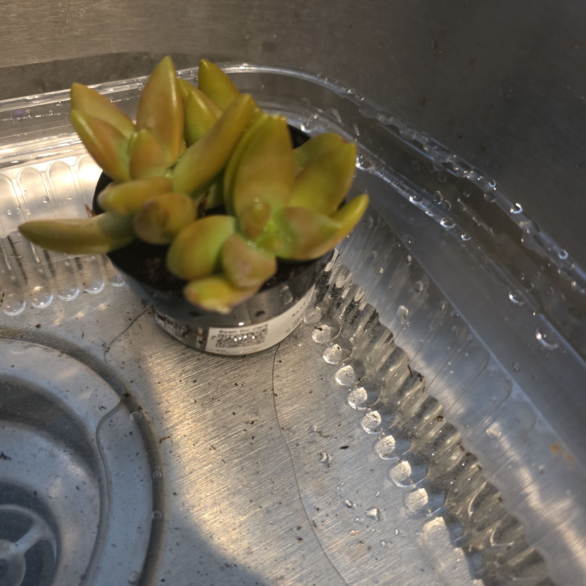 Photo of the plant species Sedum Adolphi Sunset by @PrimeAgboy76 named Baesil on Greg, the plant care app
