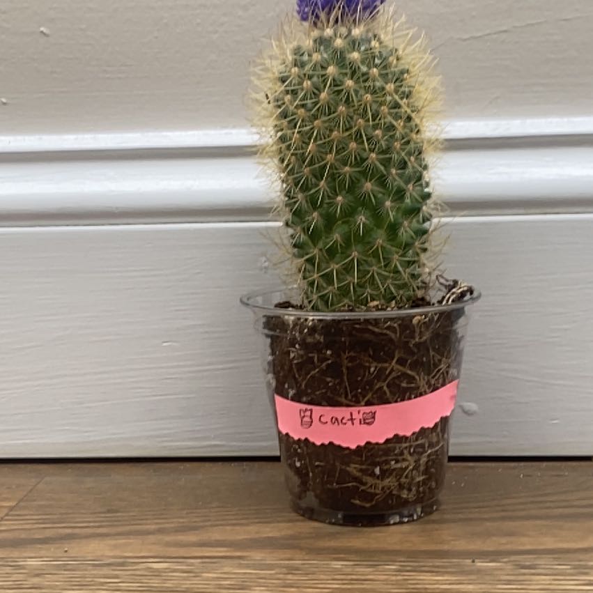 Photo of the plant species Coryphantha erecta by @GrandLambsear30 named Spikes on Greg, the plant care app