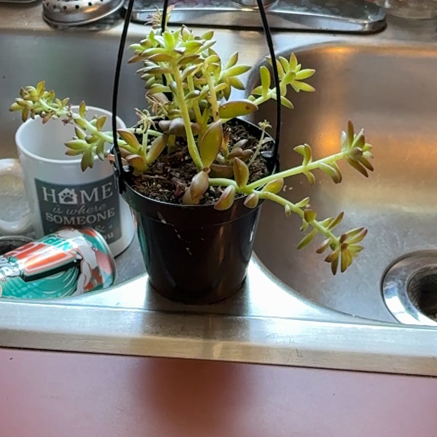 Photo of the plant species Sedum Shooting Star by @ZestyCosmo82 named Willow on Greg, the plant care app