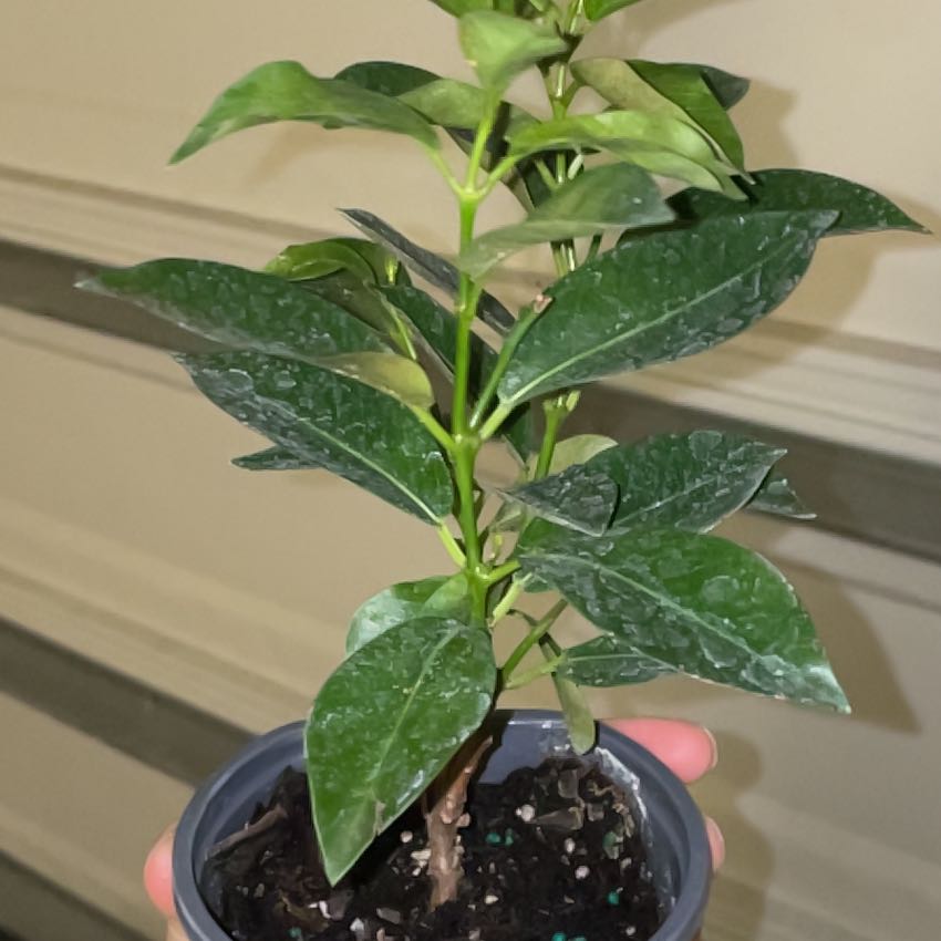 Photo of the plant species Madinia Pink Dipladenia by @EthicalSuncup26 named Scarlett on Greg, the plant care app