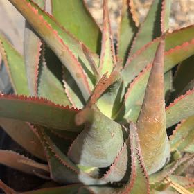 Photo of the plant species Aloe 'Forever Sunset' by @SizableMelon40 named Hamilton on Greg, the plant care app