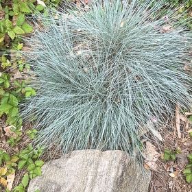 Photo of the plant species Big Muhly by @GoldBlueberry79 named Naomi on Greg, the plant care app