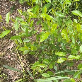 Photo of the plant species Leatherleaf by @GoldBlueberry79 named Dax on Greg, the plant care app