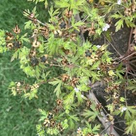 Photo of the plant species Carolina Crane's-Bill by @GoldBlueberry79 named Aria on Greg, the plant care app
