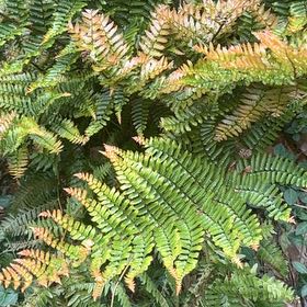 Photo of the plant species Autumn Fern by @GoldBlueberry79 named Emerson on Greg, the plant care app