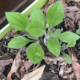Photo of the plant species Blackeyed Susan by @GoldBlueberry79 named Muhammad Ali on Greg, the plant care app