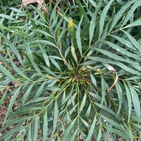 Photo of the plant species Silky Oak by @GoldBlueberry79 named Bigleef Smalls on Greg, the plant care app