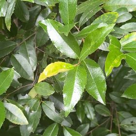 Photo of the plant species Carolina Laurel Cherry by @GoldBlueberry79 named Gomez on Greg, the plant care app