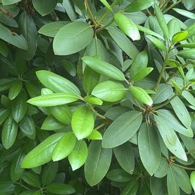 Photo of the plant species Great Laurel by @GoldBlueberry79 named Queen on Greg, the plant care app