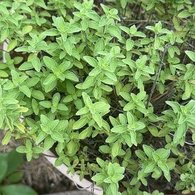 Photo of the plant species Large Thyme by @GoldBlueberry79 named Bella on Greg, the plant care app