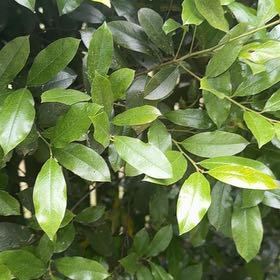 Photo of the plant species Carolina Laurel Cherry by @GoldBlueberry79 named Winston on Greg, the plant care app