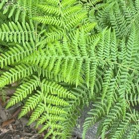Photo of the plant species Bracken Fern by @GoldBlueberry79 named Lebron on Greg, the plant care app