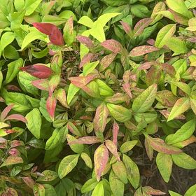 Photo of the plant species Sacred Bamboo by @GoldBlueberry79 named Remington on Greg, the plant care app