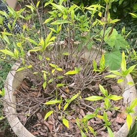 Photo of the plant species Sacred Bamboo by @GoldBlueberry79 named da Vinci on Greg, the plant care app