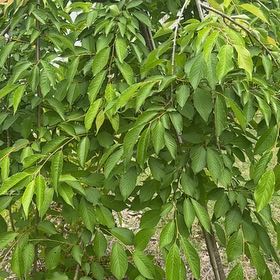 Photo of the plant species Japanese Zelkova by @GoldBlueberry79 named Willow on Greg, the plant care app