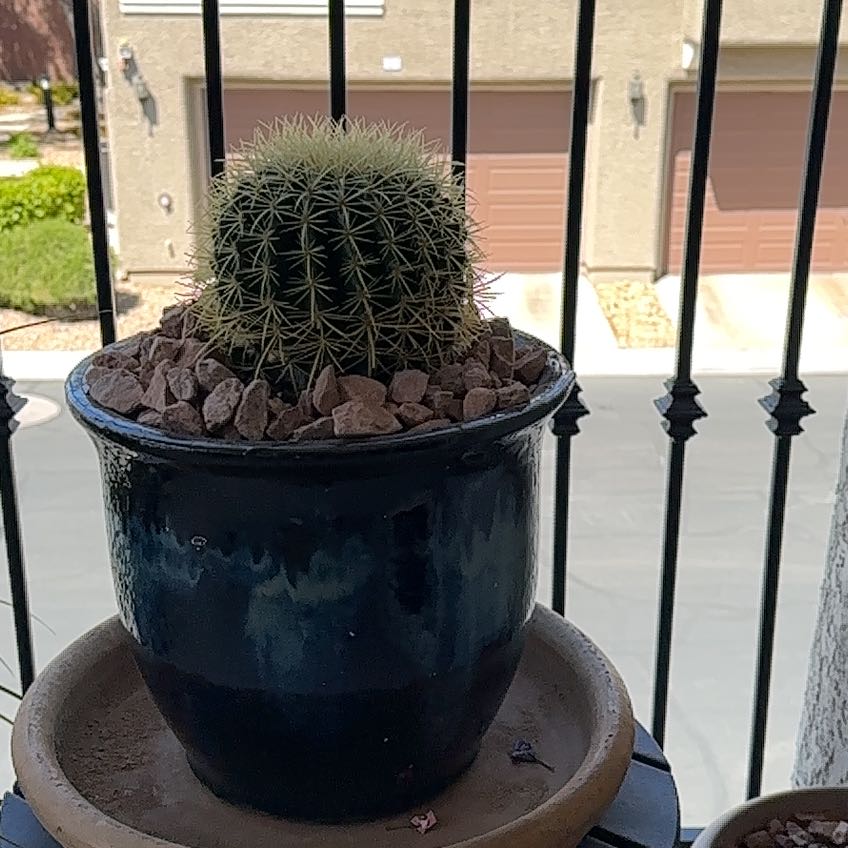 Photo of the plant species succulent by @TrueMayten86 named Planty on Greg, the plant care app