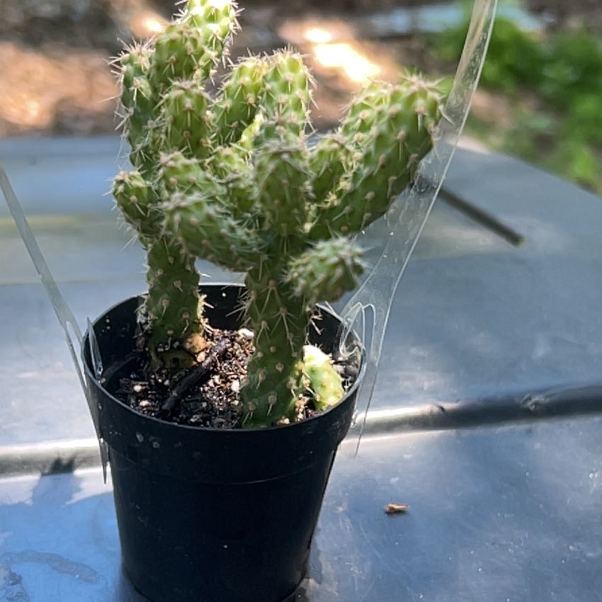 Photo of the plant species Chain-Link Cholla by @DeftGerbera56 named Morgan Treeman on Greg, the plant care app