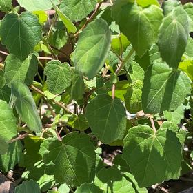 Photo of the plant species Pavonia Lasiopetala by @ElegantLantana named Diana on Greg, the plant care app