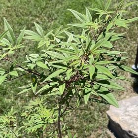Photo of the plant species Vitex Agnus-Castus by @ElegantLantana named Harry on Greg, the plant care app