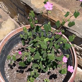 Photo of the plant species Pavonia Lasiopetala by @ElegantLantana named Leonardo on Greg, the plant care app