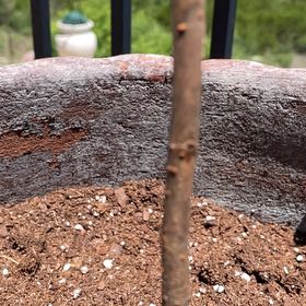 Photo of the plant species Big-Leaf Magnolia by @ElegantLantana named Austen on Greg, the plant care app