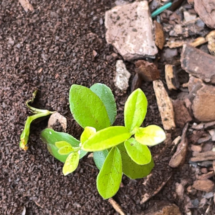 Photo of the plant species Taupata by @ElegantLantana named Girlfrond on Greg, the plant care app