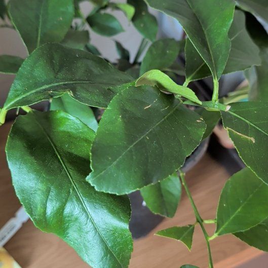 Photo of the plant species Harvey lemon Tree by @AngelCoconut67 named Robert Plant on Greg, the plant care app