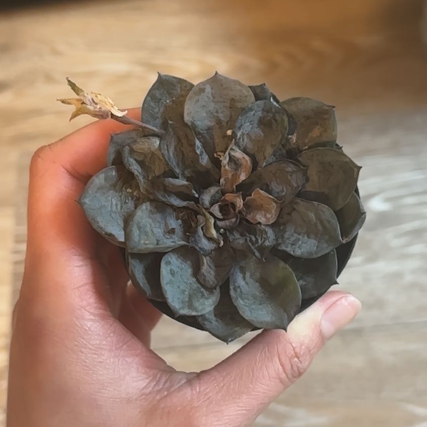 Photo of the plant species Water Chestnut by @AceAlpinefir93 named Treeyoncé on Greg, the plant care app