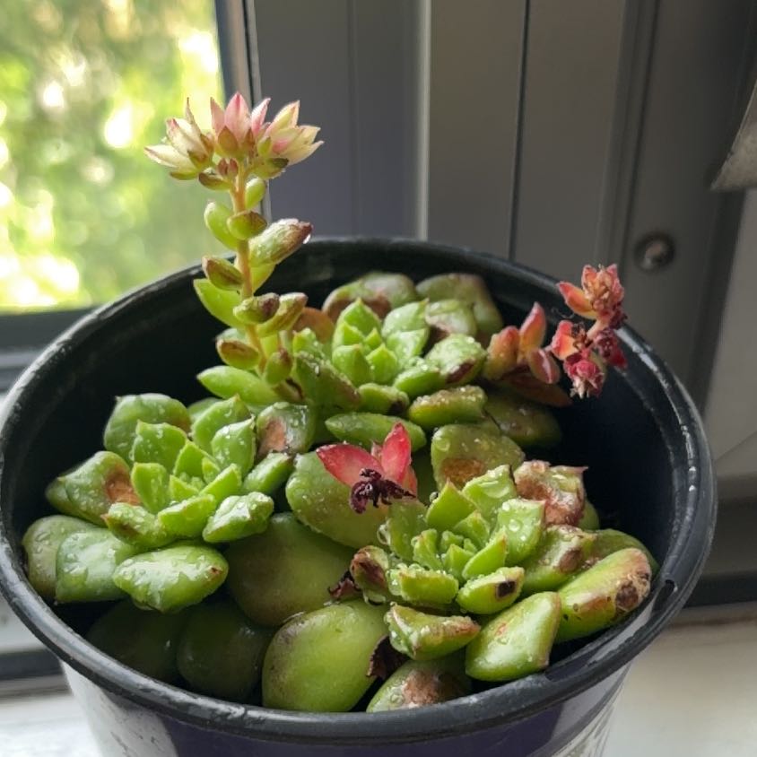 Photo of the plant species Sedeveria 'Letizia' by @RelaxedQuince85 named Kendall on Greg, the plant care app